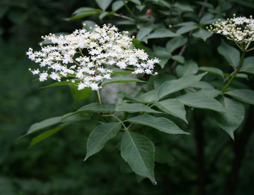 Bez czarny (Sambucus nigra).jpg