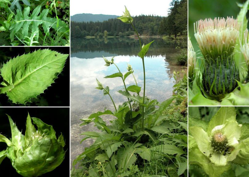 Ostrożeń warzywny all(Cirsium oleraceum)