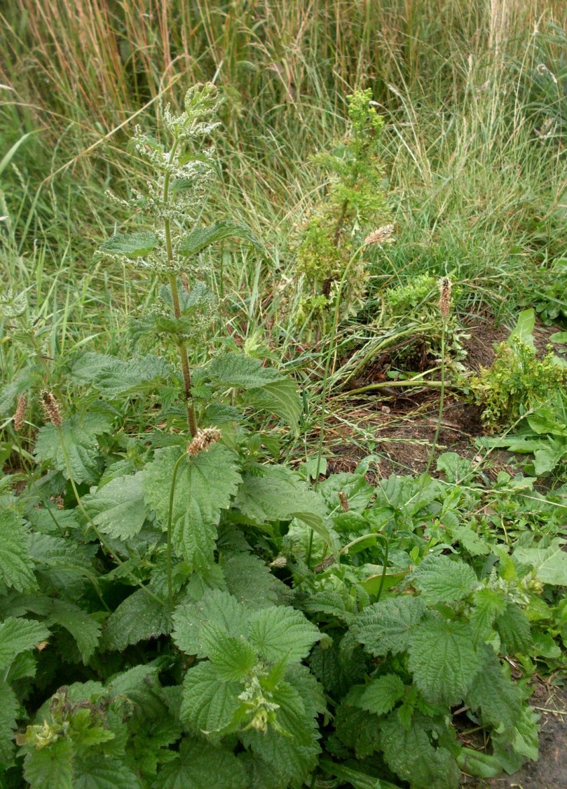 Pokrzywa poziewnikolistna (Urtica galeopsifolia)