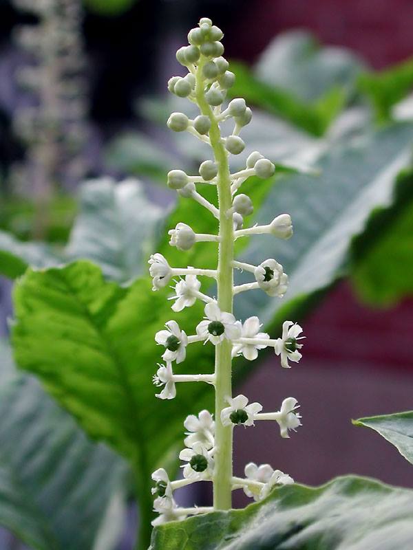 Szkarłatka amerykańska kwiaty