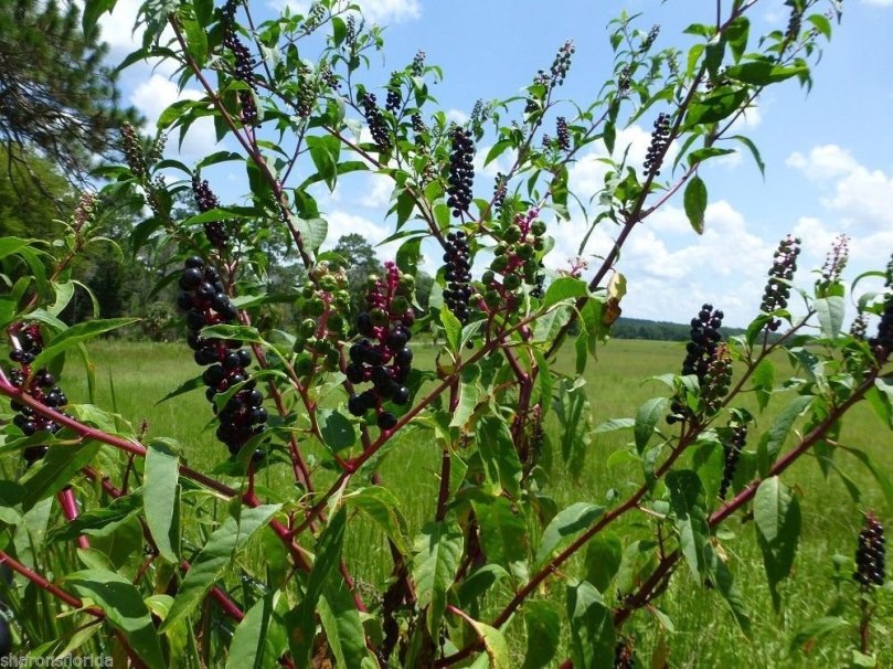 Szkarłatka amerykańska (Phytolacca americana)