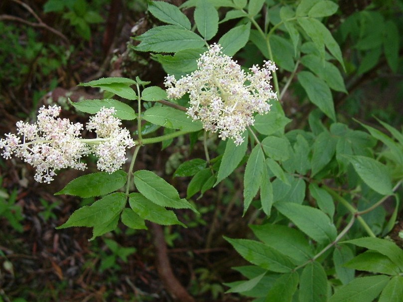 Bez amerykański (Sambucus pubens)
