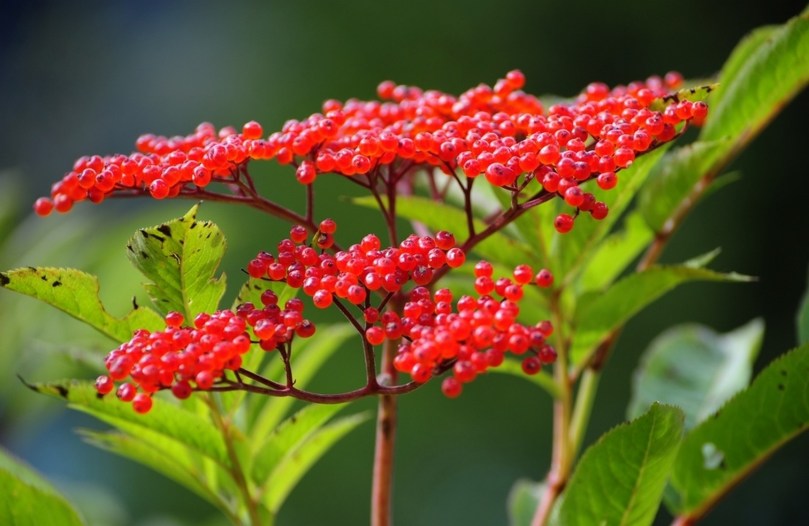 Bez azjatycki karłowaty