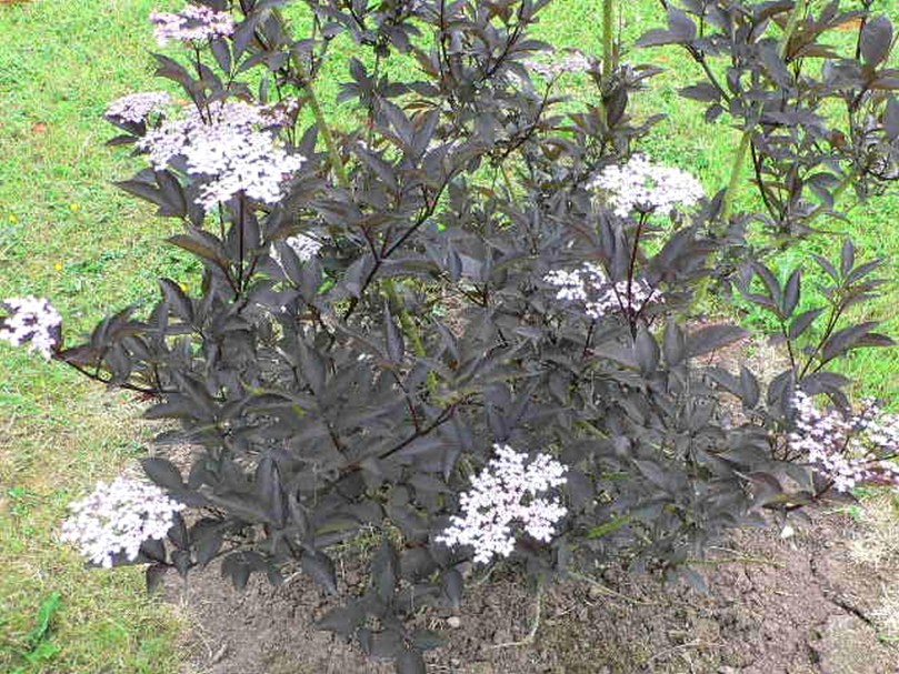 Bez c. f.porphyrophylla Black Beauty.jpg