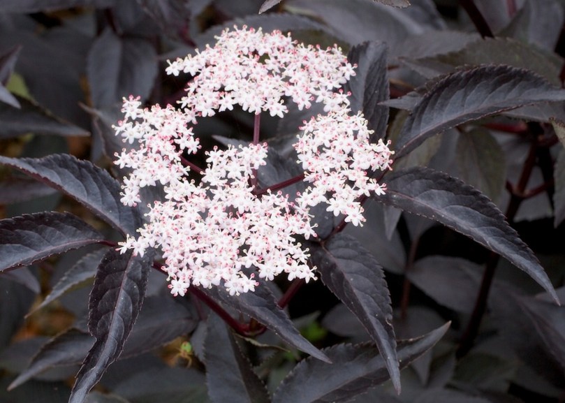 Sambucus 'Black Beauty'