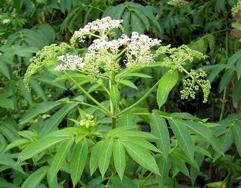 Bez chiński (Sambucus chinensis)