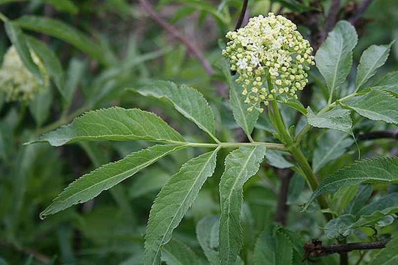 Bez górski (Sambucus microbotrys)