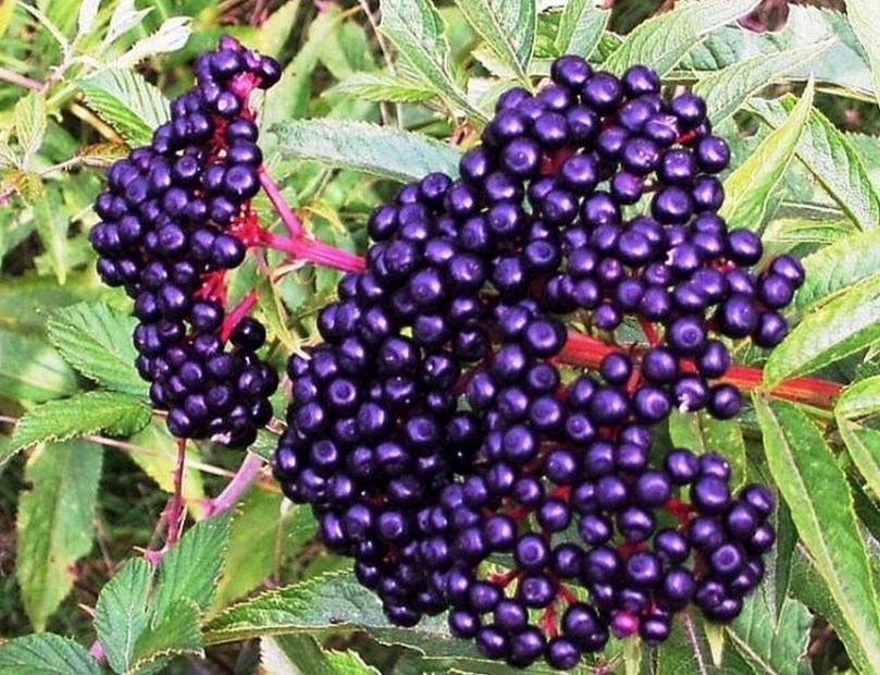 Bez kanaryjski owoce