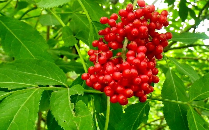 Bez koreański owoce