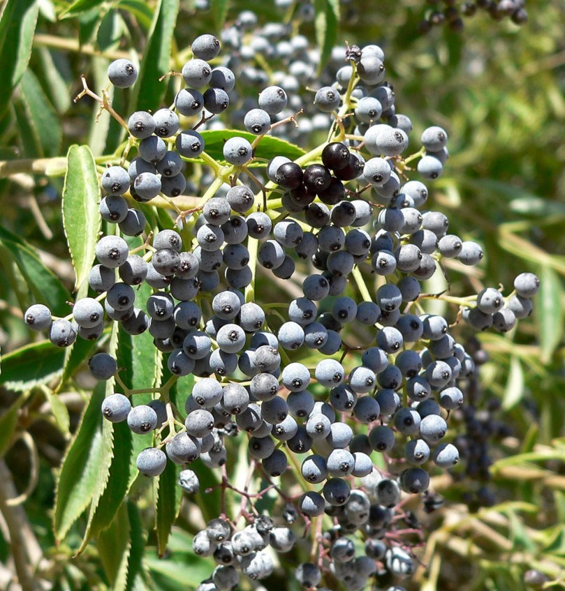 Bez meksykański owoce