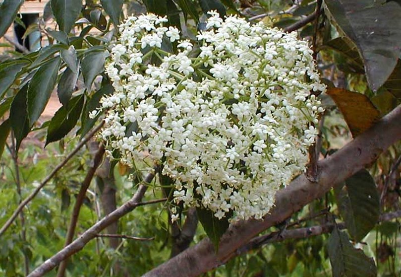 Bez peruwiański Sauco (Sambucus peruviana)