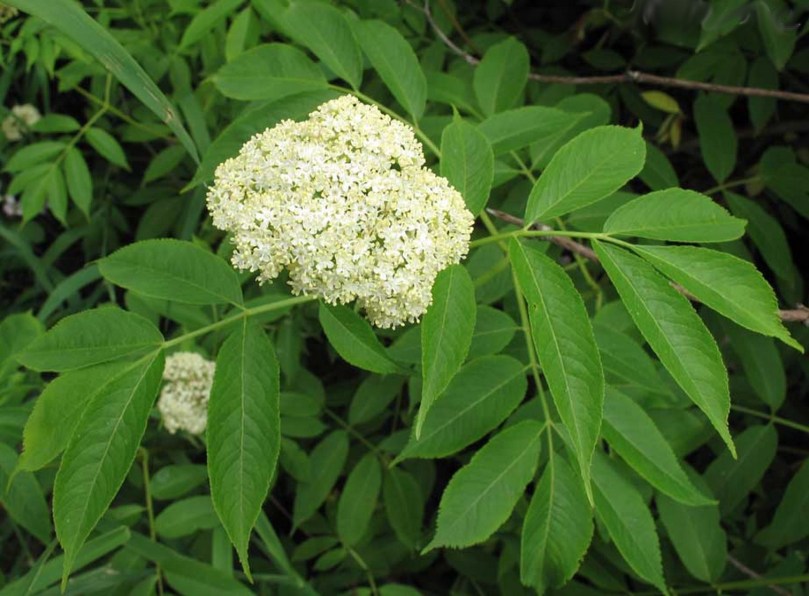 Bez welwetowy (Sambucus velutina)