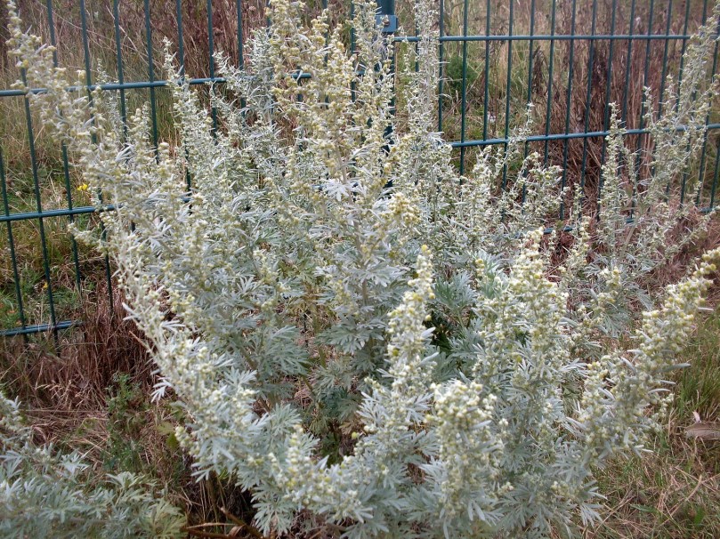 Bylica piołun (Artemisia absinthi).JPG