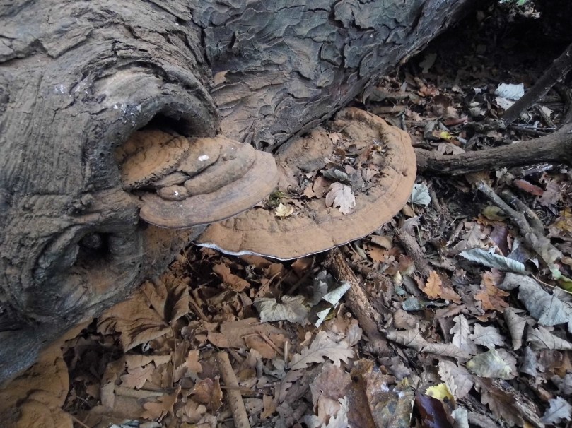 05 Lakownica spłaszczona Ganoderma applanatum.JPG