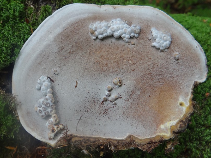 Lakownica spłaszczona galasy.jpg