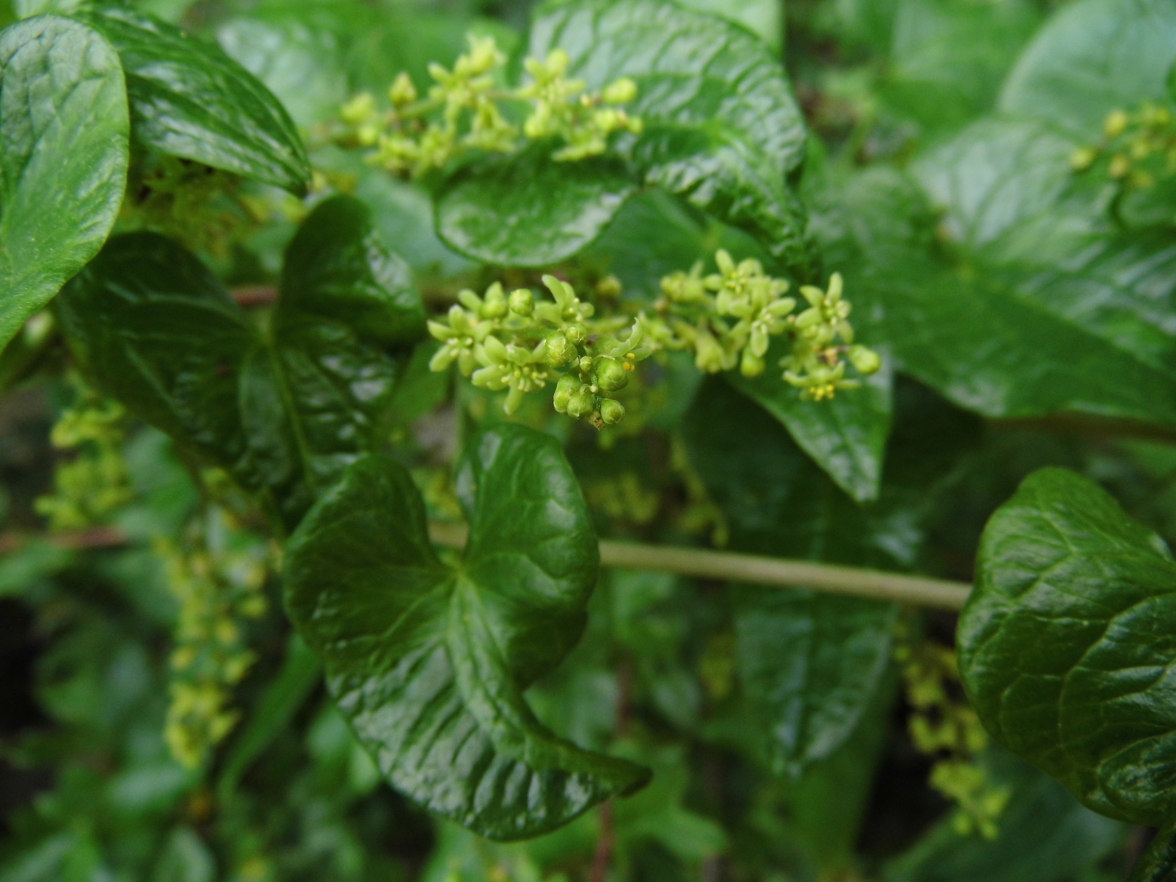 017 Dioscorea communis