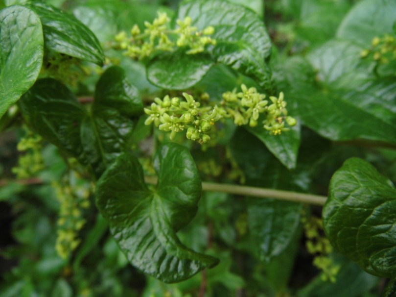 017 Dioscorea communis