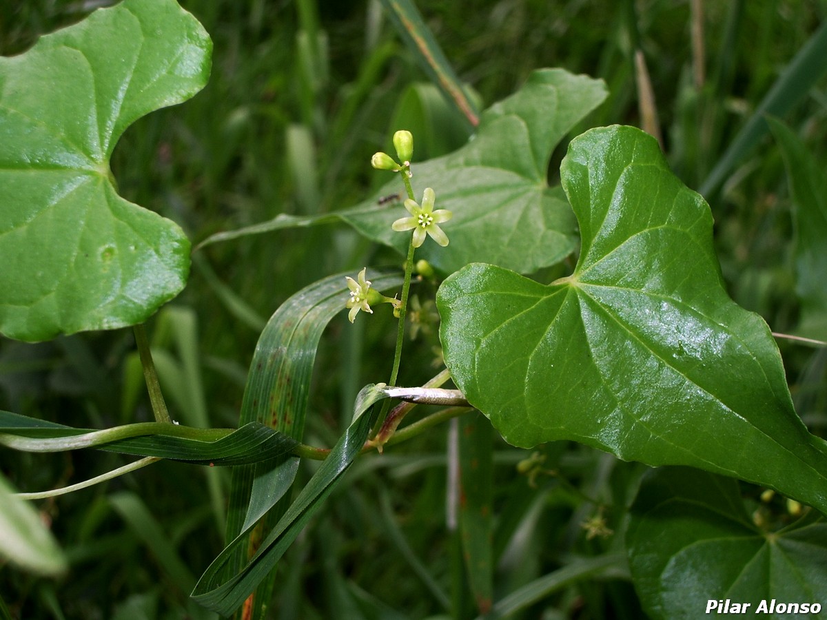 DIoscorea communis female flower