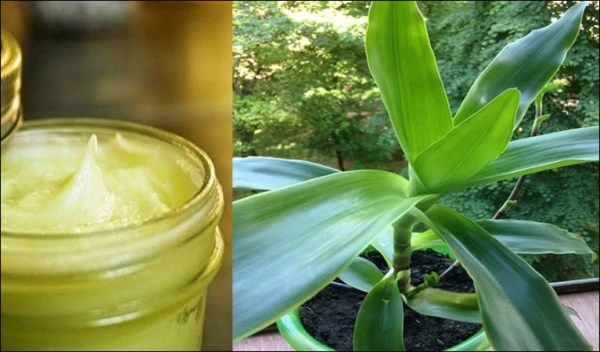 Maść z Złotego wąsa