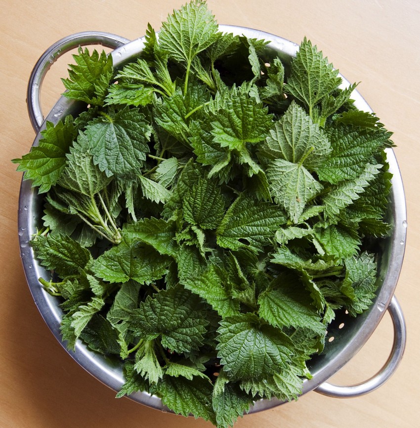 Nettle tops