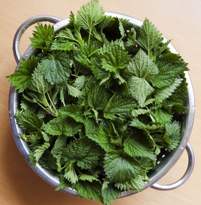 Nettle tops