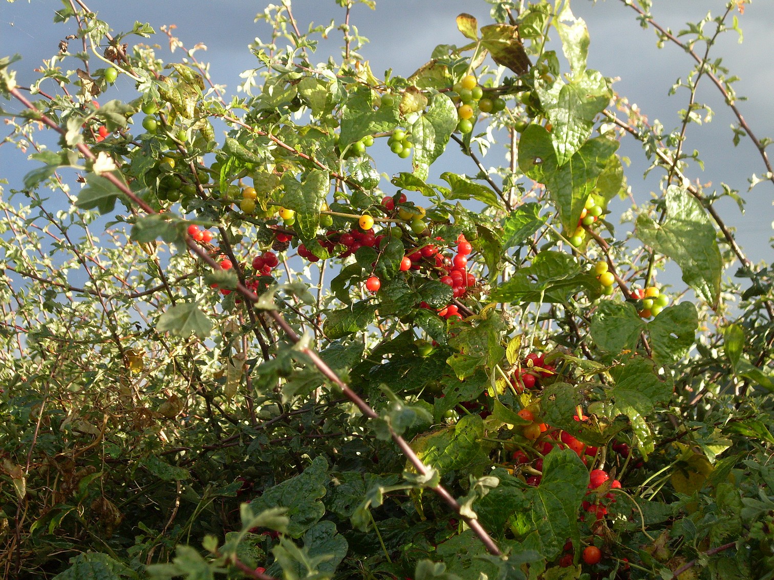 Pochrzyn pospolity (Dioscorea communis)
