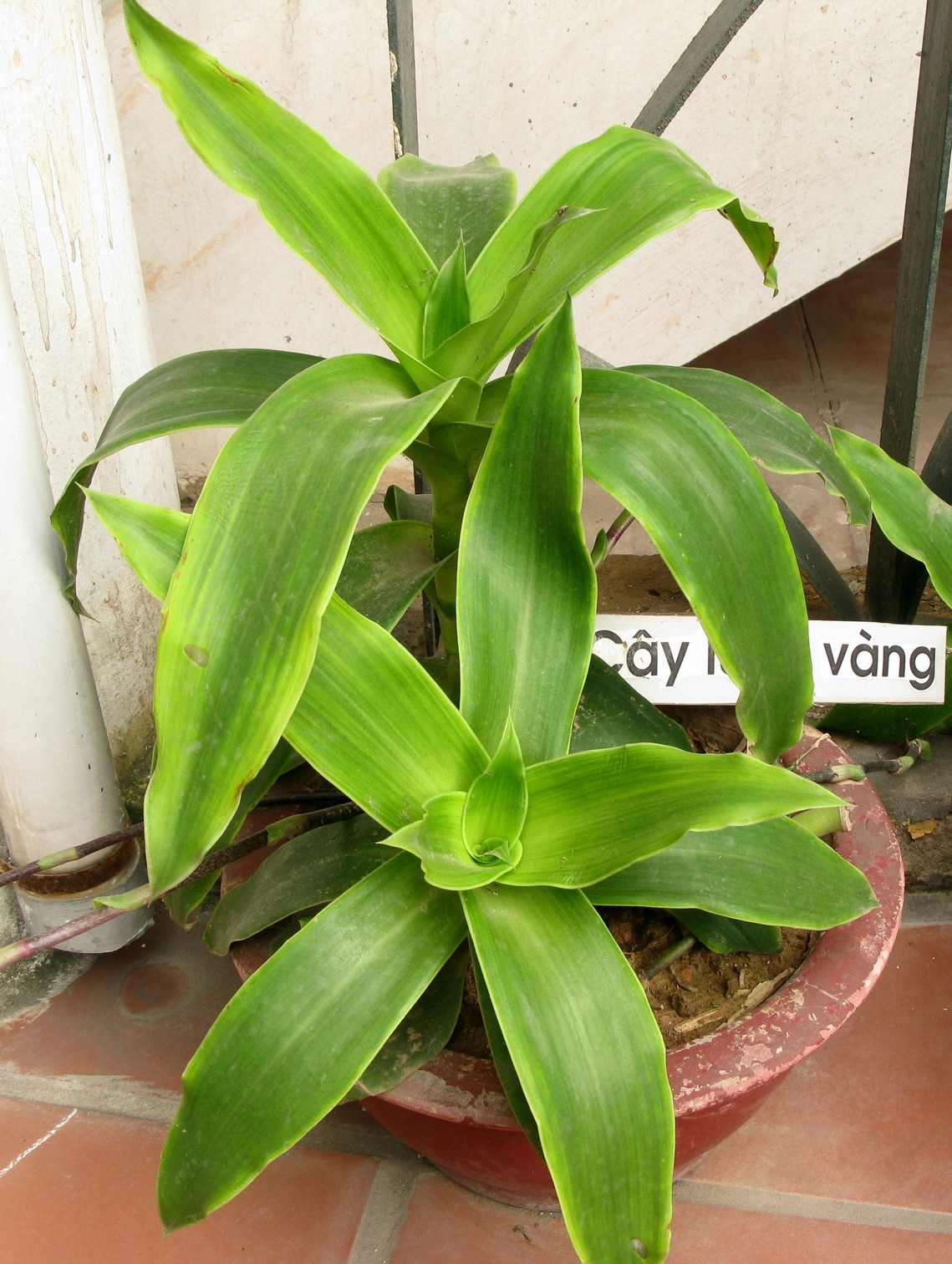 Złoty wąs (Calisia fragrans)