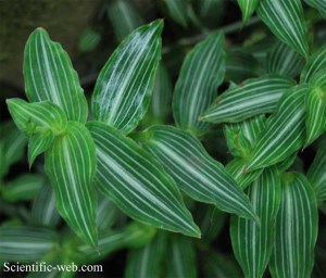 Złoty wąs pseudo Calissia elegans