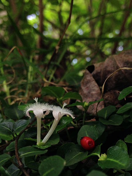 Mitchella repens - flowers and berry