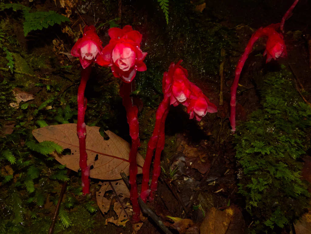 Monotropa coccinea (c) Denilson Eliu Ordoñez Moreno