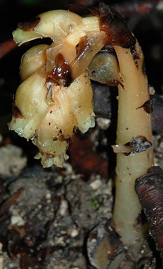 Monotropa hypophegea