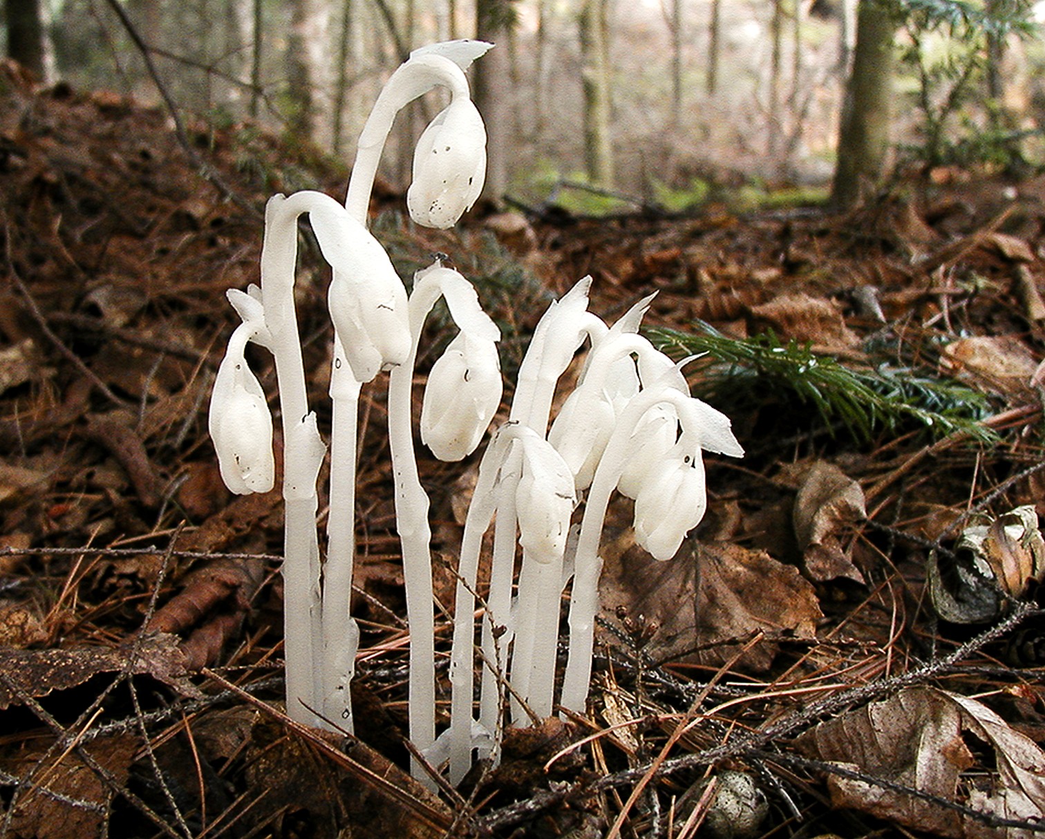 Monotropa uniflora