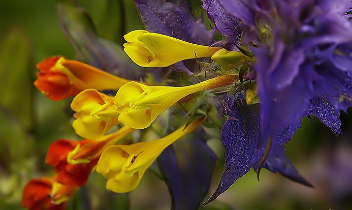 Pszeniec gajowy kwiaty