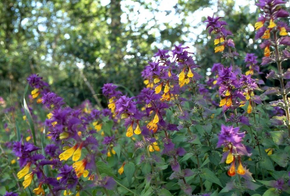 Pszeniec gajowy (Melampyrum nemorosum)