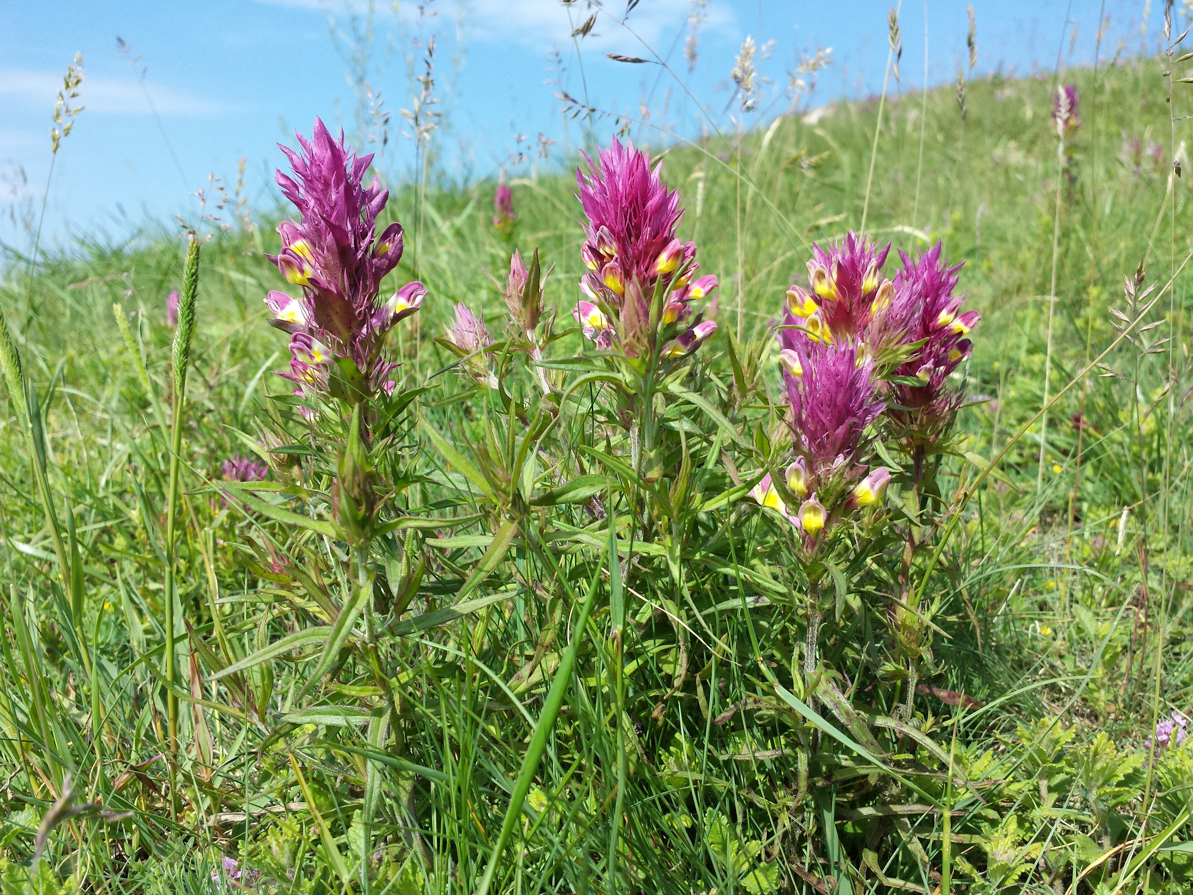 Pszeniec Melampyrum arvense Wikimedia