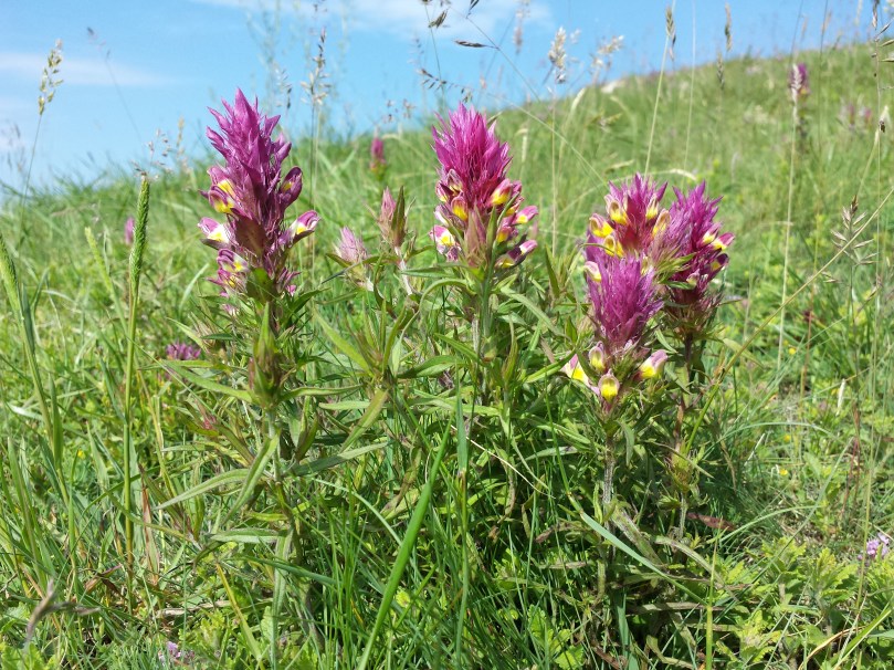 Pszeniec Melampyrum arvense Wikimedia