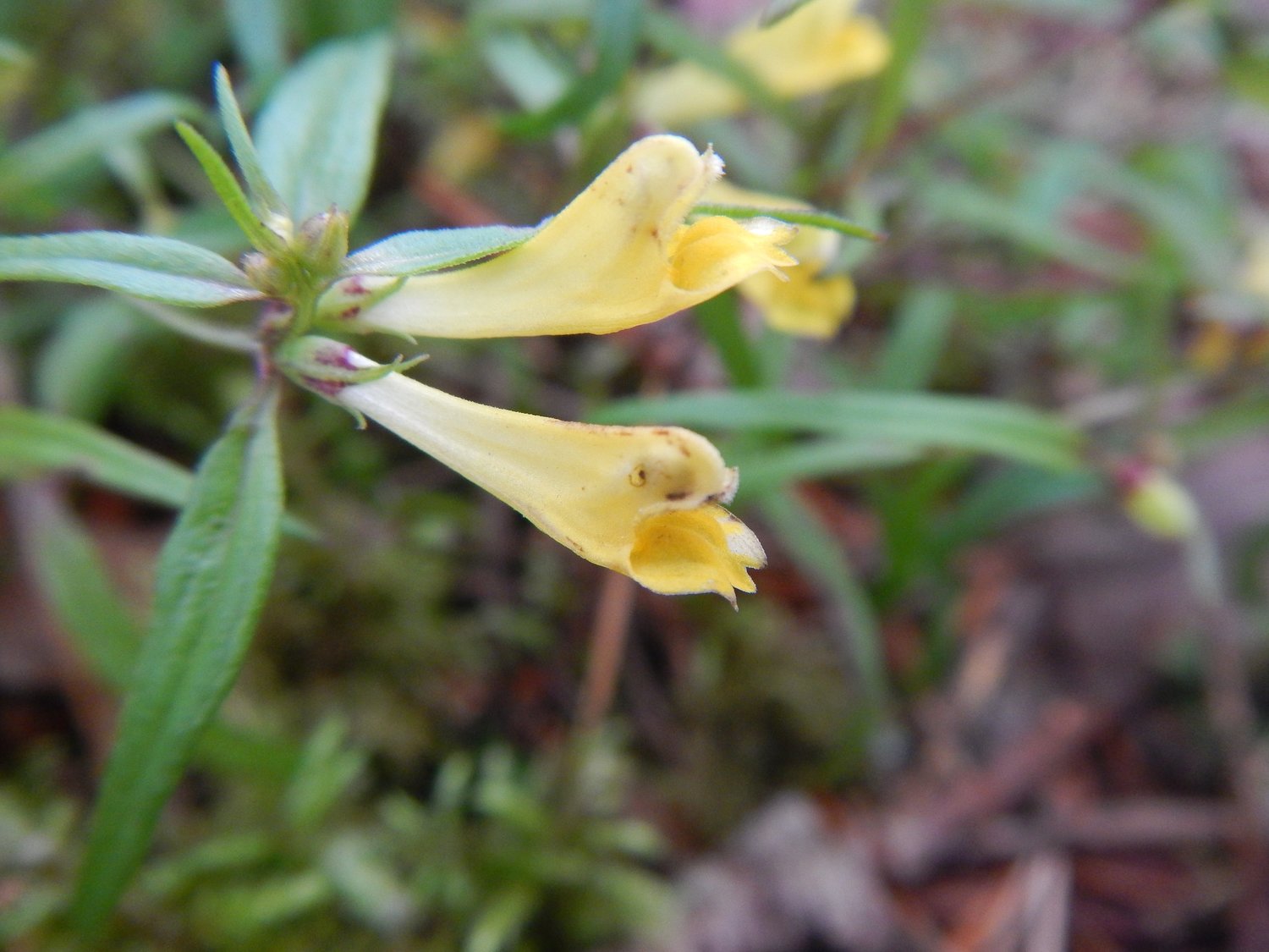 Pszeniec Melampyrum pratense BSBI