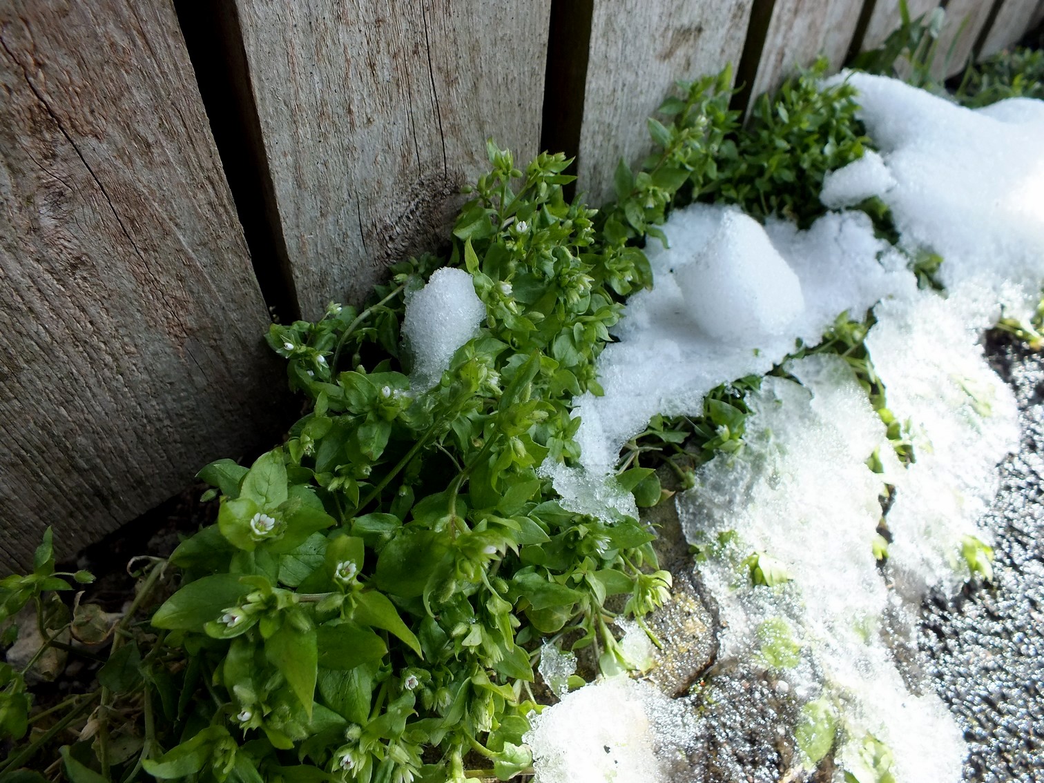 Stellaryjka rośnie nawet pod śniegiem
fot.własna